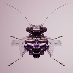 Coleopteracerritulus leucouxii