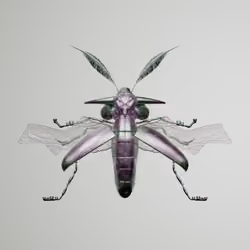 Coleopteraydridae vittynchos