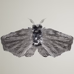 Lepidopterapinguis alismonicus