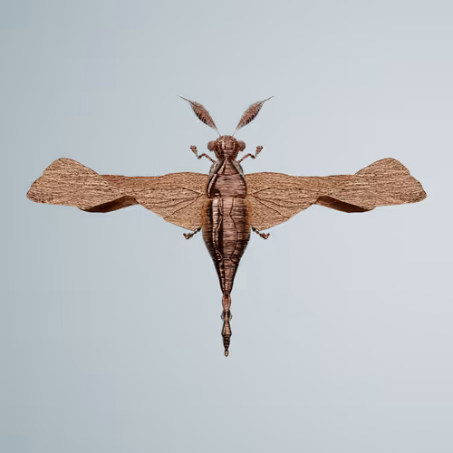 Chrysalism Insect