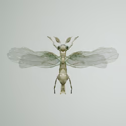 Anisopterapinguis hermoyi