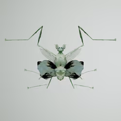 Mantodeavivida viverryanus