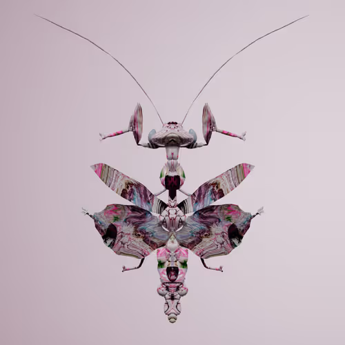 Chrysalism Insect