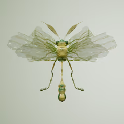 Anisopteraerra diphostrata