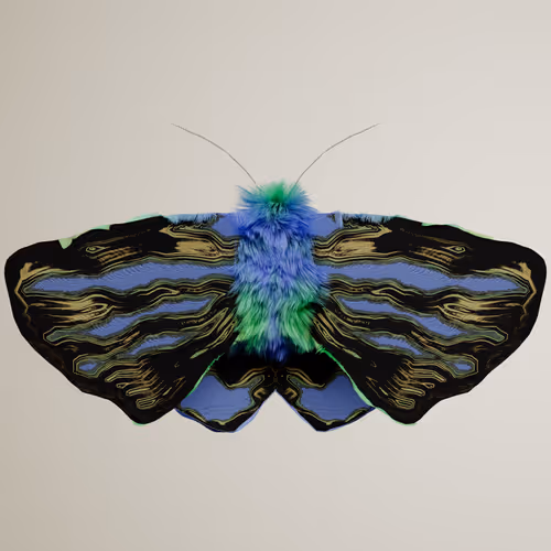 Lepidopterapinguis oedipaspis
