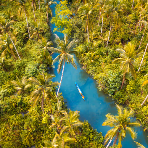 Jungle Odyssey