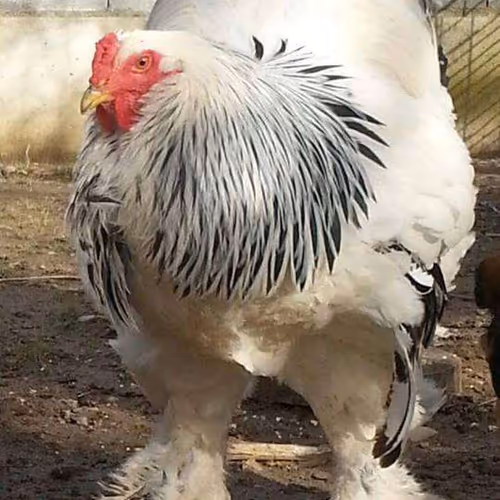 Tall Roosters