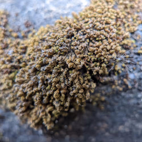 The World As We Knew It Unedited