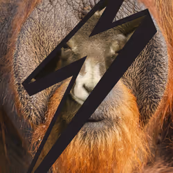 81