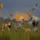 Savanna 