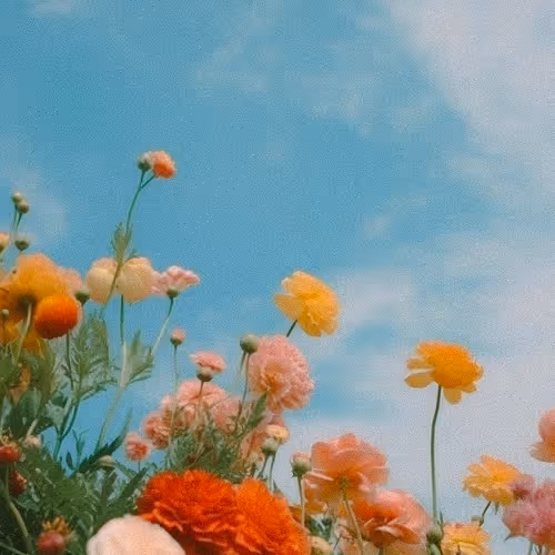 Your Flowers Editions