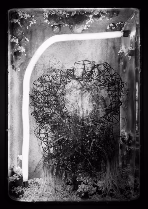 Item #1047448118 Media