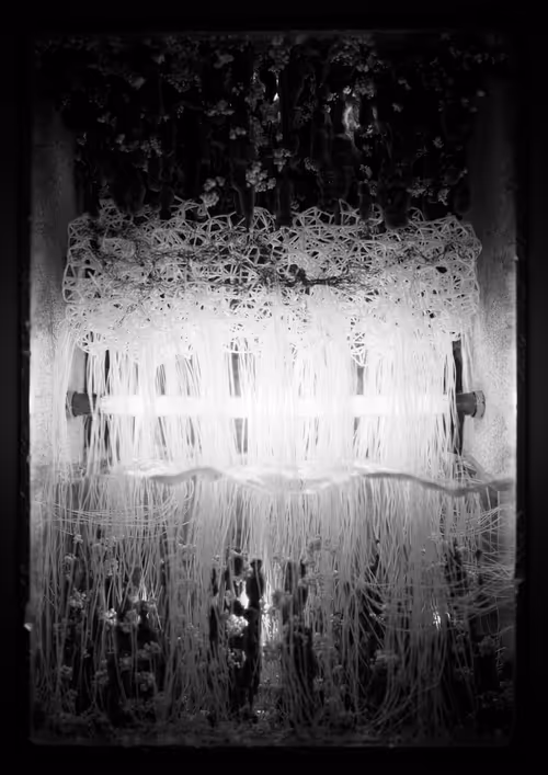 Item #3338835496 Media