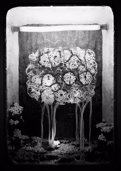 Item #1478734427 Media