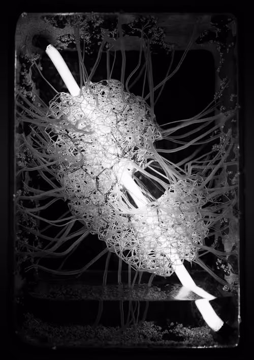 Item #4286340459 Media