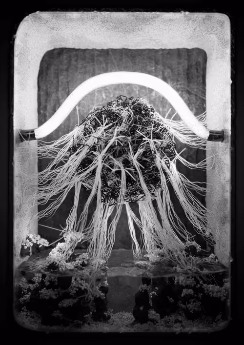 Item #1448047677 Media