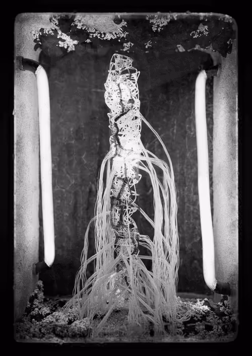 Item #3631600087 Media