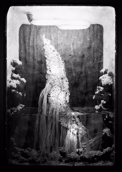 Item #3836148228 Media