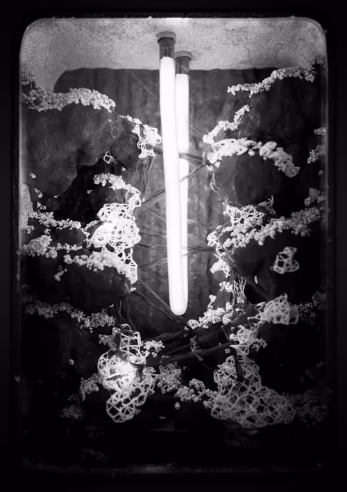 Item #1674542334 Media