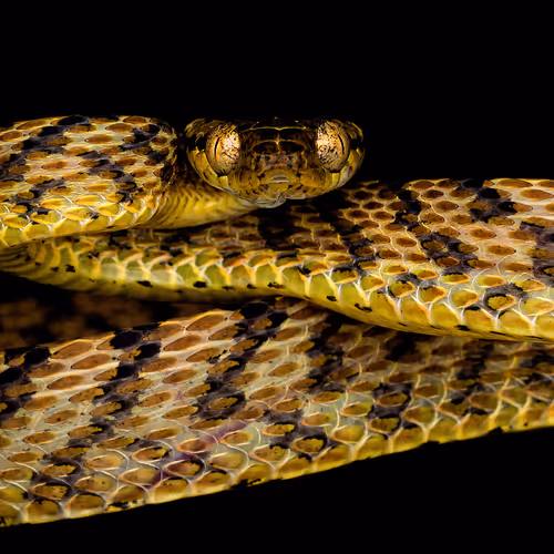Snake & Reptiles