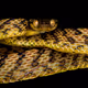 Snake & Reptiles
