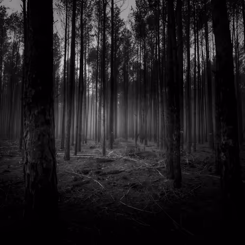 Memorable Noir
