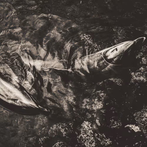 Longing for the Material World