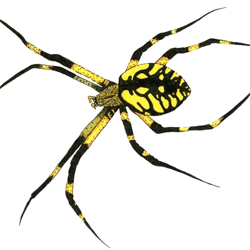 Garden Spider #1