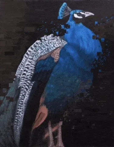 Midnight Peacock