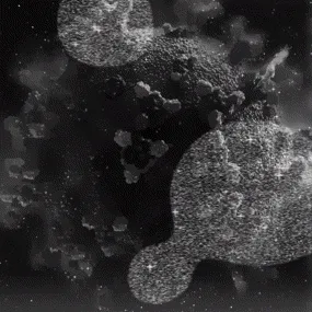 Club of Non-fungible Curiosities