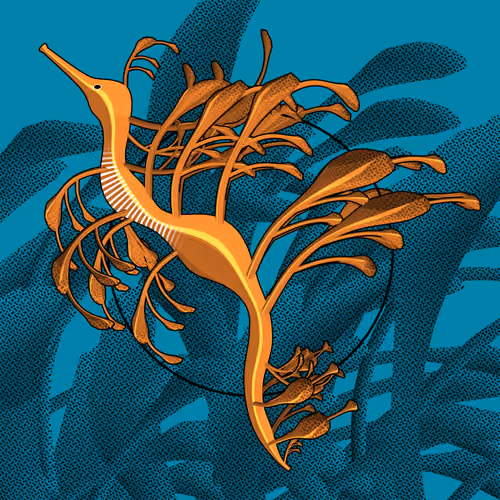 Seadragons #624