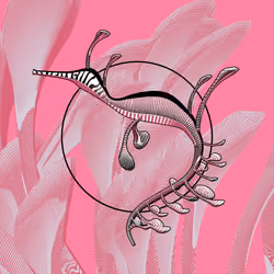 Seadragons #686