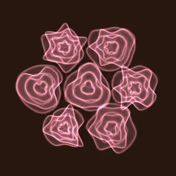 Flowers #4909