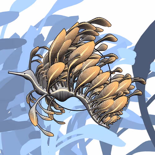 Seadragons #120