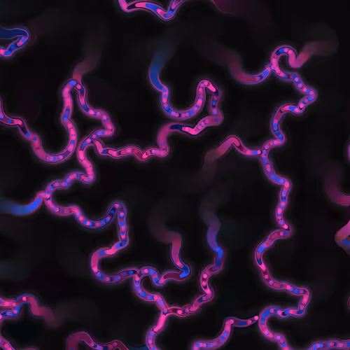 Item #269000090 Media