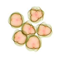 Flowers #4825
