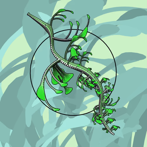 Seadragons #702