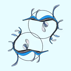 Seadragons #896