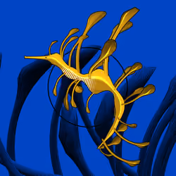 Seadragons #662