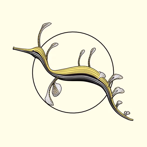 Seadragons #592