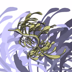 Seadragons #454