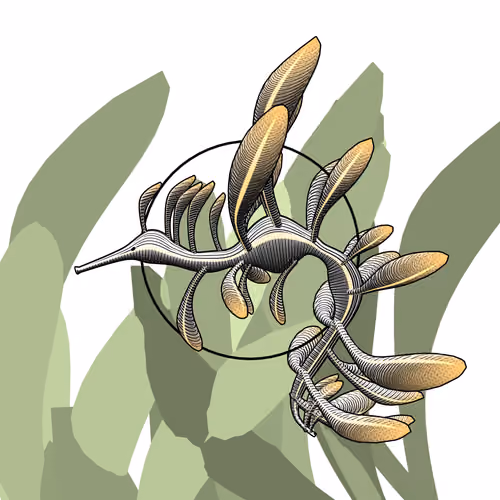 Seadragons #50