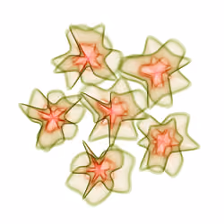 Flowers #2301
