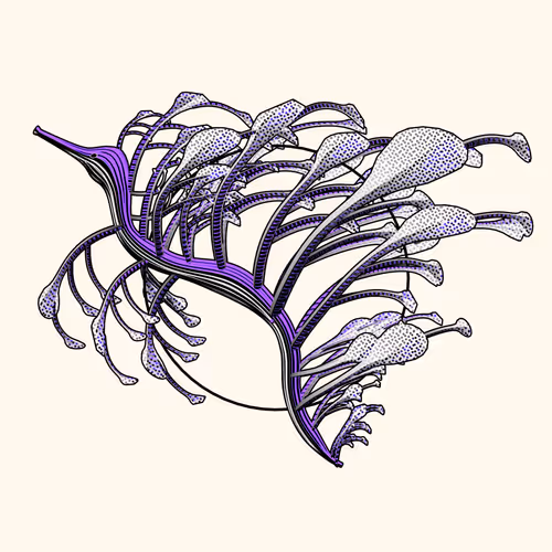 Seadragons #132