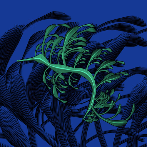 Seadragons #704