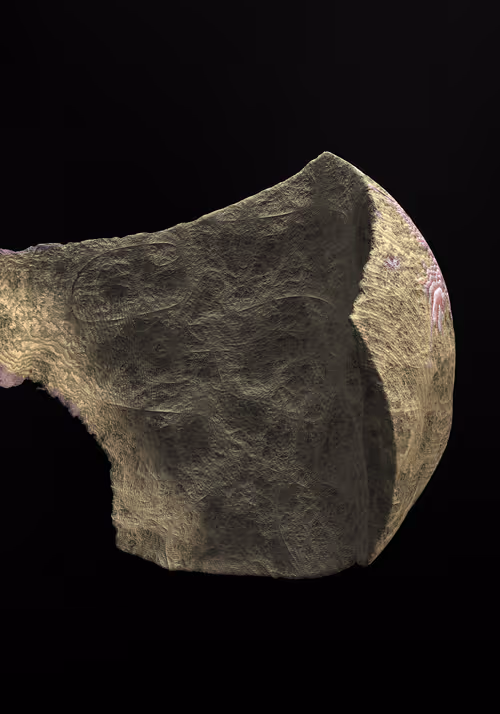 Item #327000001 Media