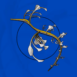 Seadragons #536