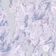 Fragments of an Infinite Field #568