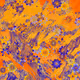 Fragments of an Infinite Field #423