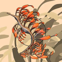 Seadragons #108